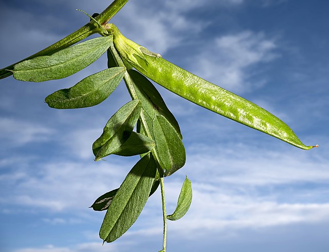 Legume of Vicia sativa