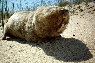 <span class="mw-page-title-main">Giant blind mole-rat</span> Species of rodent