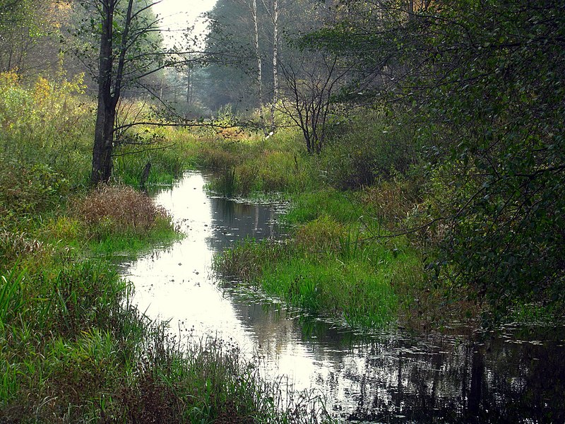 File:Заросший лесной ручей. (Overgrown forest stream) - panoramio.jpg