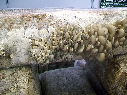 An example of agricultural cultivation of oyster mushrooms on straw
