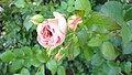 * Nomination: roses in Kolomenskoye --Ulaisaeva 17:08, 25 August 2020 (UTC) * * Review needed