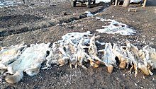 Шкуры волков и лис, отстрелянных в Ошской области Киргизии