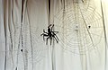 עכבישים ממטריות (P1060220 Large ).JPG