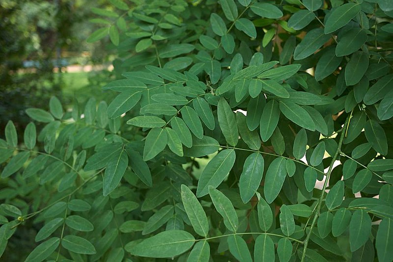 File:صوفورا Sophora japonica.jpg