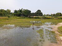 Birganj Upazila