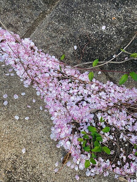 File:桜の花びらの吹き溜まり - 1.jpg