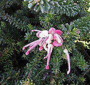 Grevillea lanigera