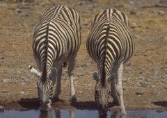 Equus quagga