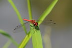 Sympetrum sanguineum