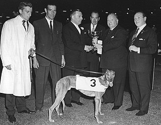 Scurry Gold Cup Horse race