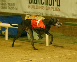 <span class="mw-page-title-main">Oxfordshire Stakes (greyhounds)</span> British greyhound racing competition