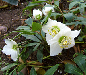 Sneeuwroos (Helleborus niger)