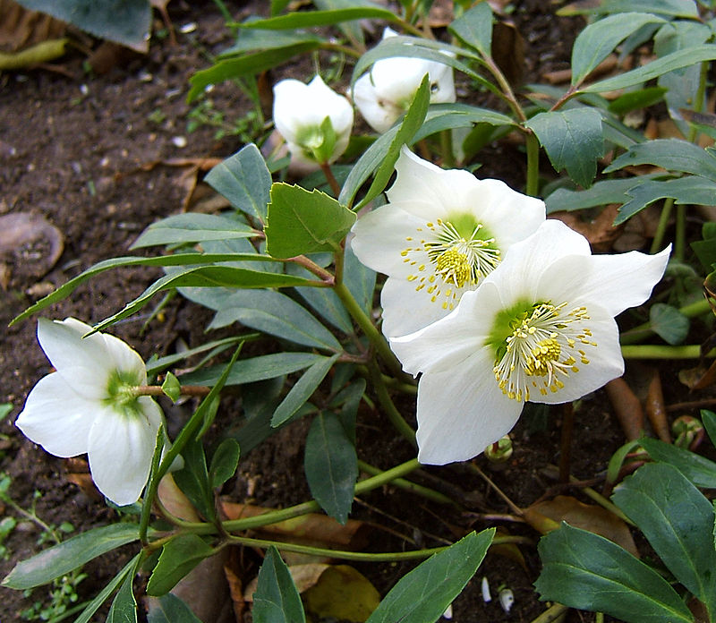 Schneerose (Helleborus niger)