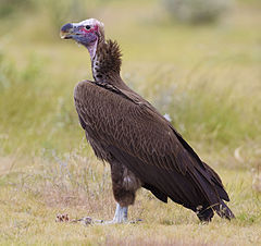 2012-lappet-faced-vulture.jpg