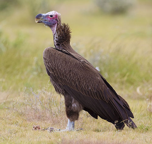 Lappet-faced vulture