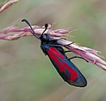 * Nomination Thymian-Widderchen - Zygaena purpuralis. --Hockei 15:36, 30 March 2013 (UTC) * Promotion Good quality. --Berthold Werner 16:44, 30 March 2013 (UTC)