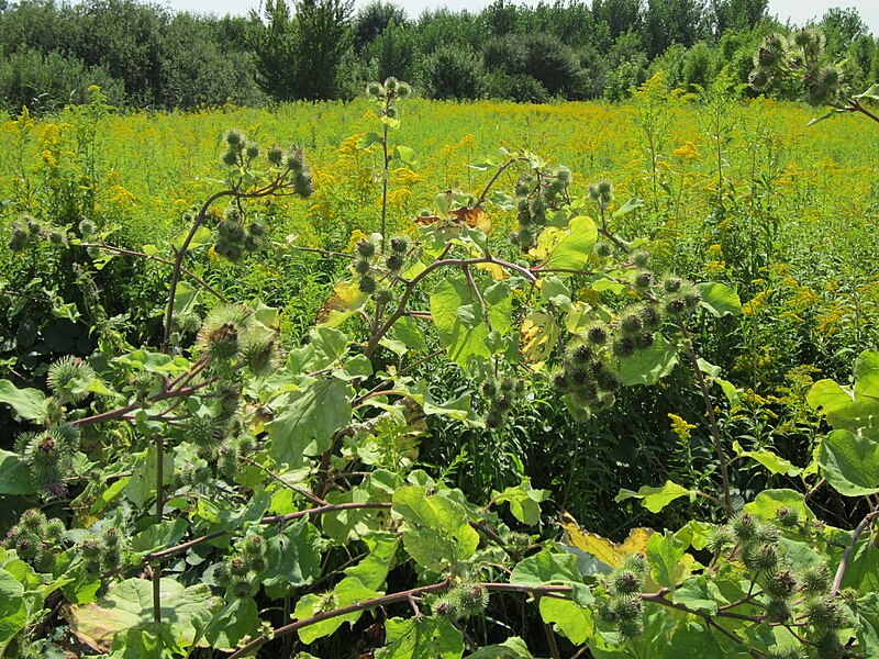 File:20120813Arctium lappa5.jpg