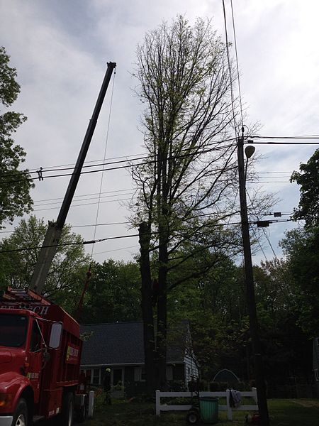 File:2014-05-14 10 42 17 Removal of a Pin Oak infected with bacterial leaf scorch in Ewing, New Jersey.JPG