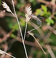 (Westliche) Weidenjungfer - Lestes viridis