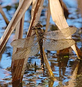 Migrant hawker - Aeshna mixta, female