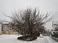 20170110Cornus mas1.jpg