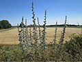 Hockenheimer Rheinbogen, Juli 2018