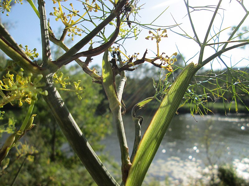 File:20190823Anethum graveolens2.jpg