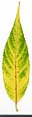 * Nomination Salix alba. Leaf adaxial side. --Knopik-som 03:00, 17 October 2021 (UTC) * Promotion  Support Good quality -- Johann Jaritz 03:06, 17 October 2021 (UTC)