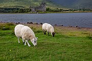 Sheep in front of Kilchurn Castle in Scotland, as viewed from a near layby.