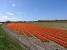 20 red rows, tulip field in the netherlands.jpg