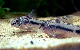 Fortune Salaire Mensuel de Corydoras Habrosus Combien gagne t il d argent ? 1 000,00 euros mensuels