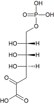 Vignette pour Acide 3-désoxy-7-phospo-D-arabinoheptulosonique