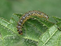 48.001 BF385 Nettle-tap Moth Anthophila fabriciana, larva (2541610829).jpg