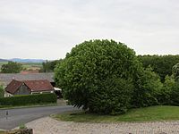 Linden tree at the castle entrance