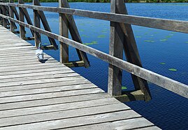 Feral pigeons of Federsee