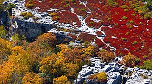 Aerial Photo of Bear Rocks at Dolly Sods, WV