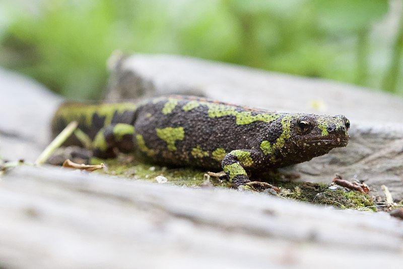 File:A Marbled Newt by the Rio Maçãs.jpg