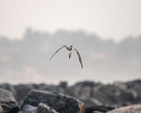 A Tern dropped its catch Photographer: User:KingSolomonJnr