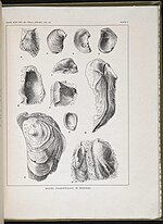 Thumbnail for File:A contribution to the paleontology of Trinidad (PLATE V) BHL38764050.jpg