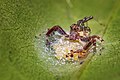 * Nomination A female Brettus sp. guarding her eggs --ManaskaMukhopadhyay 03:50, 7 May 2023 (UTC) * Promotion  Support Good quality. --Rjcastillo 03:48, 7 May 2023 (UTC)