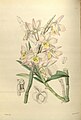 Dendrobium crepidatum plate 129 in: James Bateman: A Second Century of Orchidaceous Plants London (1867)