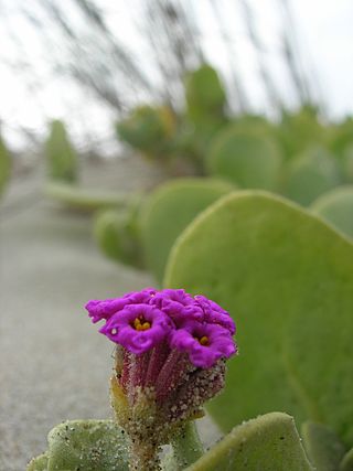 <i>Abronia maritima</i> Species of flowering plant