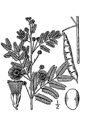 Bildebeskrivelse Acacia angustissima BB-1913.jpg.
