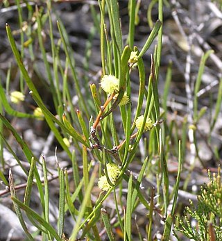 <i>Acacia granitica</i> Species of legume