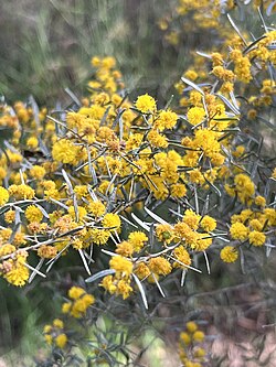 Acacia wilhelmiana.jpg