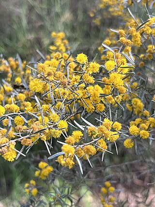 <i>Acacia wilhelmiana</i> Species of plant