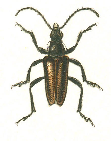 Acmaeops pratensis