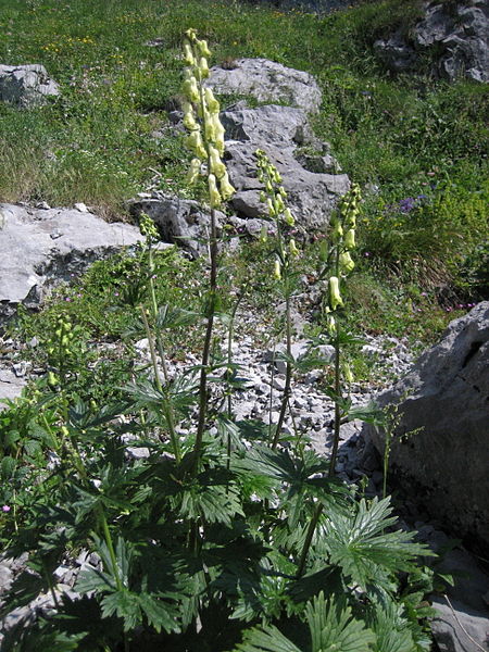 File:Aconitum lycoctonum 8853.jpg