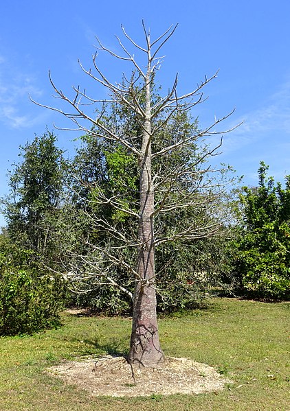 File:Adansonia suarezensis - Fruit and Spice Park - Homestead, Florida - DSC09036.jpg