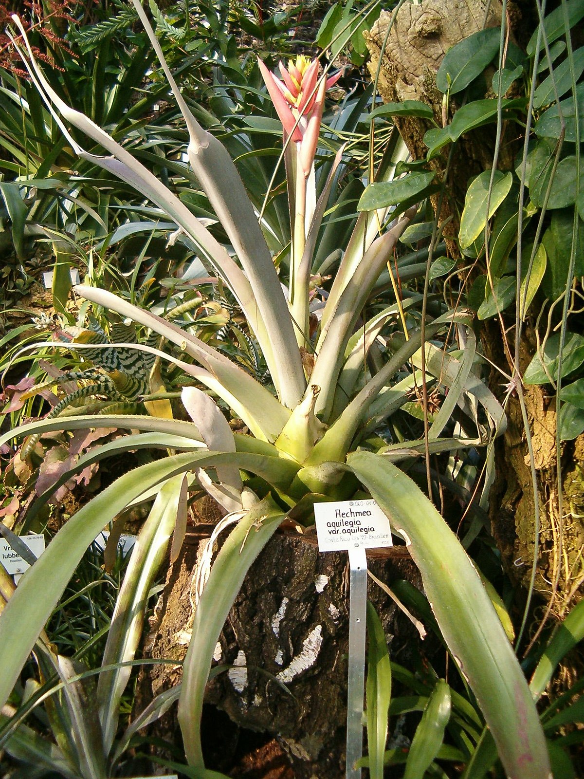 Aechmea aquilega - Wikipedia, la enciclopedia libre